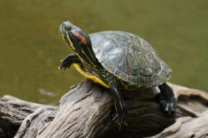 Why Is The Scientific Name For Red Eared Slider Turtle? 7