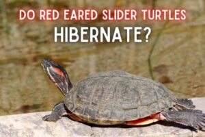 Does Red Ear Slider Turtles Hibernate? 5