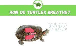 Can Box Turtles Breathe Underwater? 6