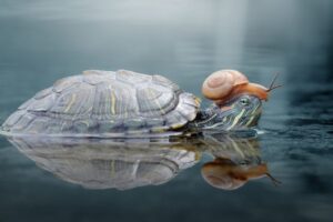 Do Red Eared Slider Turtles Eat Snails? 3