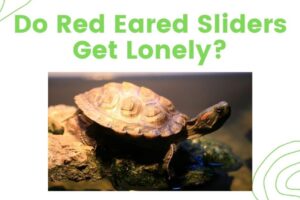 Can A Red Eared Slider Turtle Live In Solitary Conditions? 1