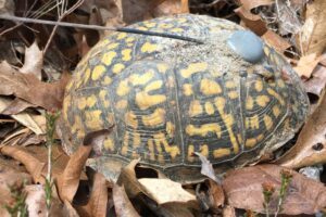 How Do Box Turtles Survive Winter 7