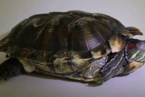 A Pic Of A Overfed Red Eared Slider Turtle? 5