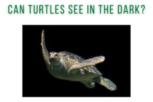 Can Turtles See In The Dark? 10