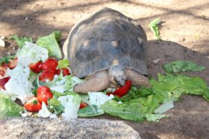 How Long Can A Box Turtle Go Without Eating? 1