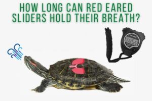 How Long Can Red Eared Slider Turtles Hold Their Breath? 1