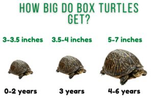 Do Box Turtles Grow Fast? 6