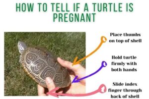 Will A Red-eared Slider Turtle Eat More When It's Pregnant? 3