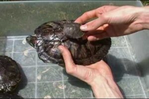 How Bid Does The Red Eared Slider Turtle Get? 3