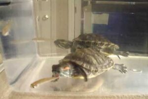 Can Red Eared Slider Turtles Eat Guppies? 5