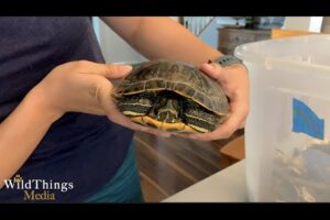 How To Hold A Red Eared Slider Turtle? 5