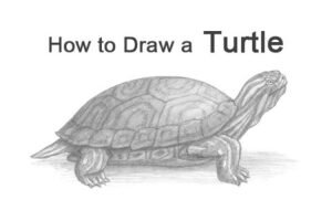 How To Draw A Red Eared Slider Turtle? 1