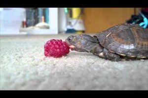 Can Box Turtles Eat Raspberries 3