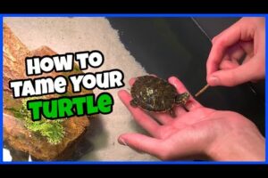 How To Tame A Red-eared Slider Turtle? 4