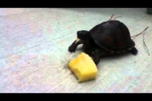 Can Box Turtles Eat Pineapple? 1