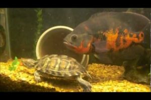 Will Red Eared Slider Turtles Eat Goldfish? 3