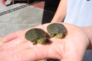 How Big Are Red Eared Slider Turtles When Born? 3