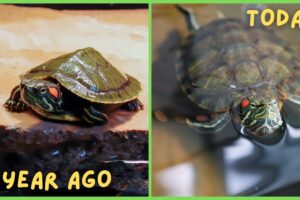 How Fast Do Baby Red Ear Slider Turtles Grow? 8