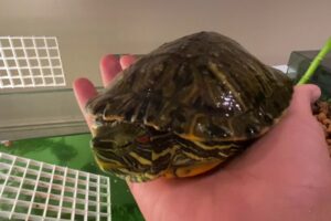 How To Clean A Turtle Tank Red Eared Slider? 5