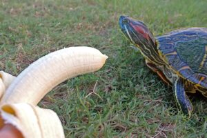Can I Feed My Turtle Bananas? 1