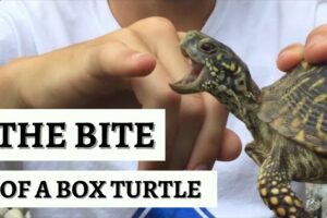 Do Eastern Box Turtles Bite? 1