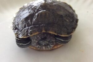 Why Won My Red Eared Slider Turtle Open His Eyes? 1