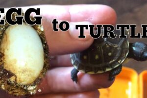 When Do Box Turtles Hatch? 4