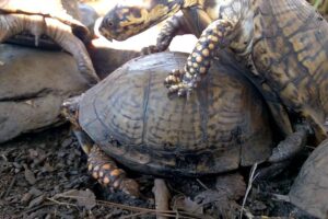 When Do Box Turtles Mate? 7