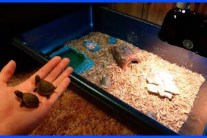 Diy Box Turtle Enclosure? 8