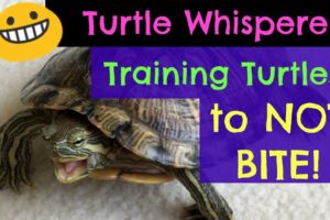 How To Train A Red Eared Slider Turtle? 6