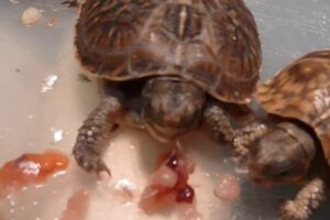 Do Box Turtles Eat Fish? 4