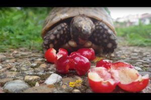 Can Box Turtles Eat Cherries? 3