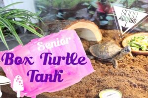 What To Put In A Box Turtle Tank? 2