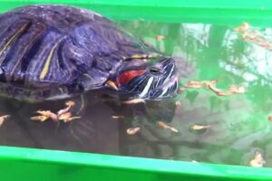 Can Red Eared Slider Turtles Eat Shrimp? 5