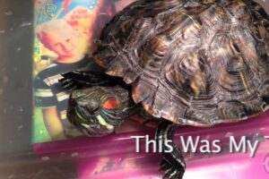 Can Red Eared Slider Turtles Cry? 6