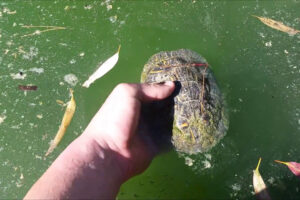 How To Catch A Red Eared Slider Turtle? 6