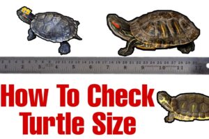 How To Measure A Red Eared Slider Turtle? 4