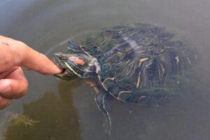 Do Red Ear Slider Turtles Bite? 1