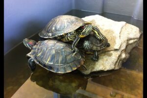 Can Red Ear Slider Turtles Eat Chicken? 5