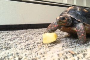 Can Red Eared Slider Turtles Eat Pineapples? 5