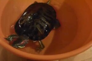 Can Red Eared Slider Turtles Eat Blueberries? 2