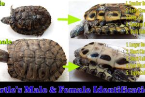 How To Determine The Gender Of Red Eared Slider Turtles? 5