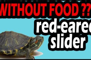 How Long Can A Red-eared Slider Turtle Go Without Eating? 1