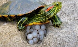 Where From Where Do Red Eared Slider Turtles Lay Eggs? 1