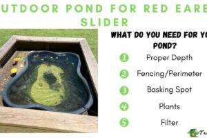 Can I Keep My Red Eared Slider Turtle Outside? 5