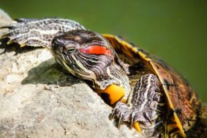 Are Red Eared Slider Turtles Invasive To Texas? 2