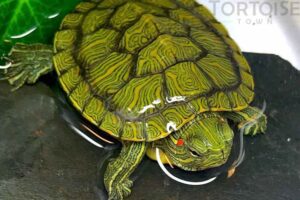 Do Red Ear Slider Turtles Cost? 7