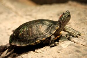 What Is The Lifespan Of A Red Eared Slider Turtle? 6