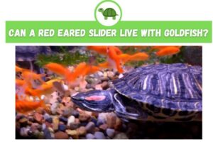 Can Red Eared Slider Turtles Live With Fish? 2