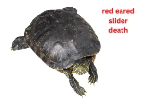 What Would Cause A Red Eared Slider Turtle To Die? 6